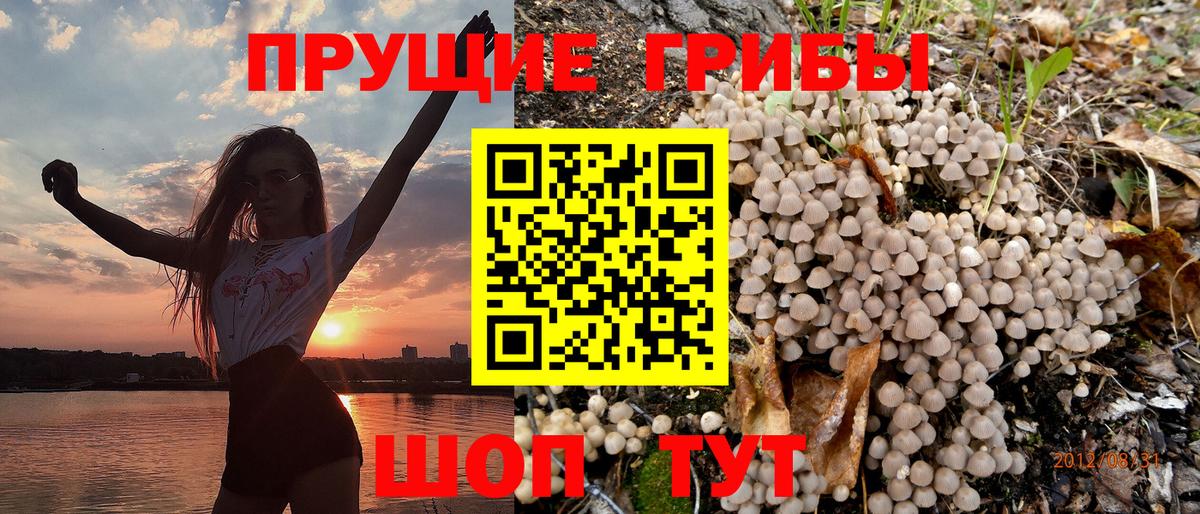 Северобайкальск  Псилоцибиновые грибы Psilocybe  Вход с VPN  Галлюциногенные грибы GOLDEN TEACHER 